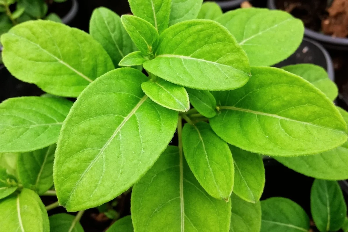 how money plant grow