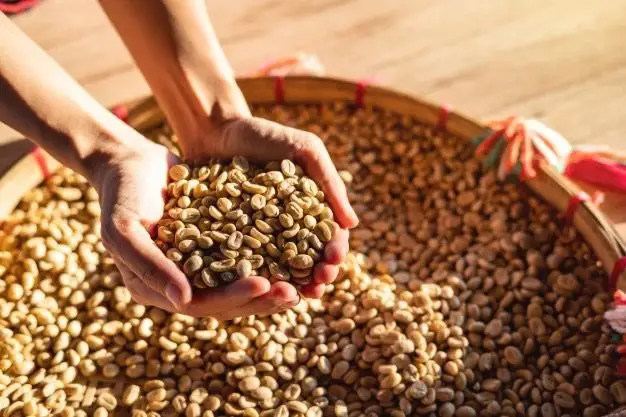 
Premium Unroasted Arabica Coffee from Son La Viet Nam 