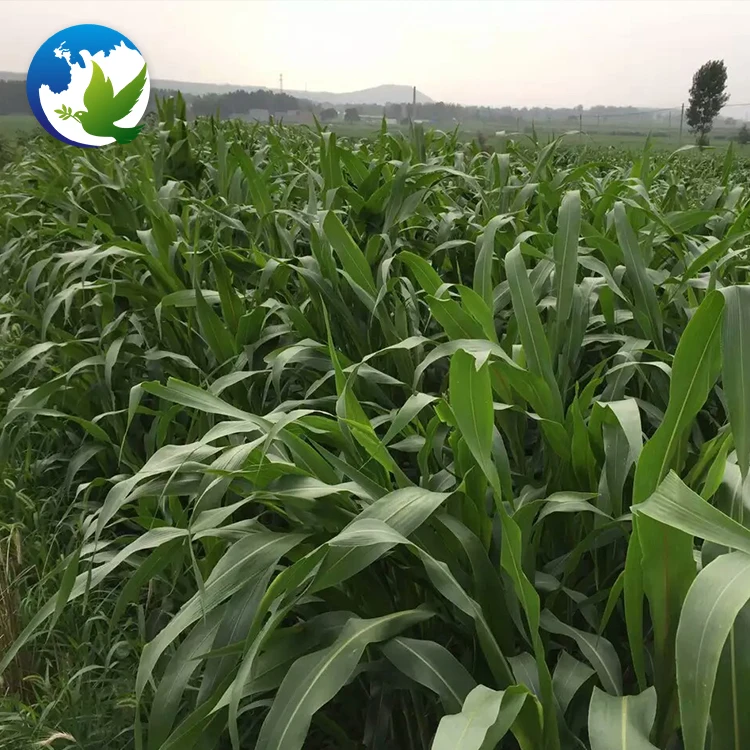 
High Sprouting Rate Fodder Grass Seeds Pasture Seeds Sweet Sorghum Dochna Sorghum Bicolor Seeds 