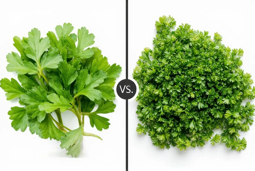 Coriander vs Italian Parsley: Clearing the Confusion