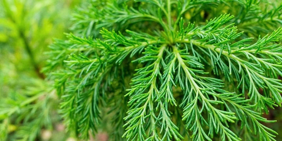 Dishes featuring dill