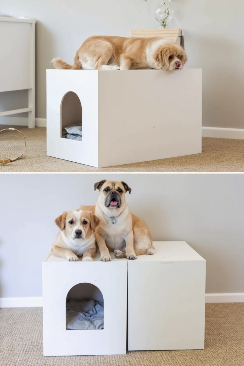 roll out nest boxes how to design pet friendly havens that both you and your furry friends will love