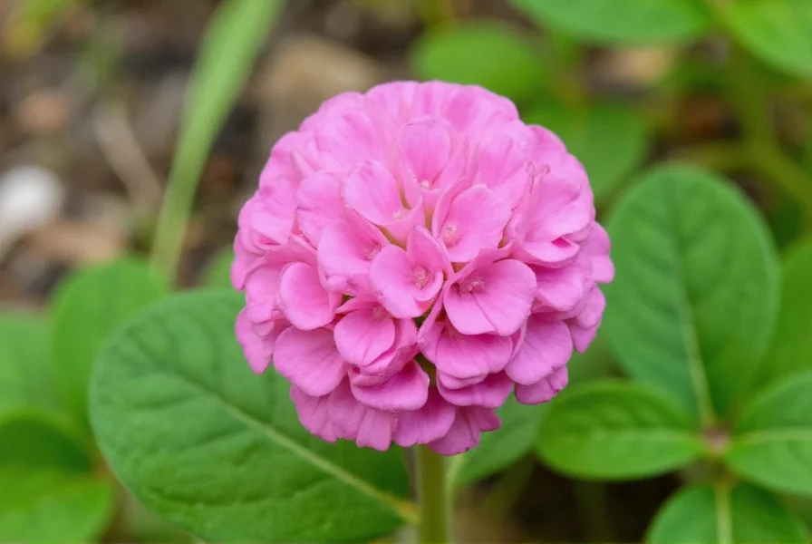 Pink Clover: Identification, Growing Tips & Benefits
