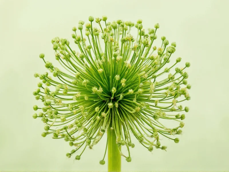 Dill Head: Culinary Uses, Harvesting & Preservation Guide