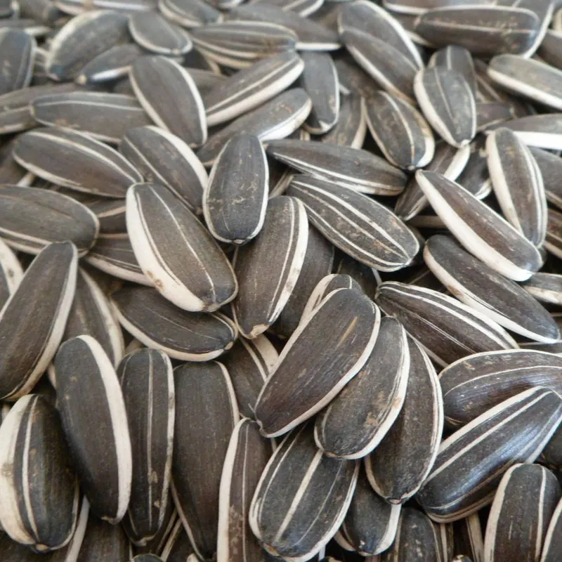 
Whole Sunflower Seeds 5009 