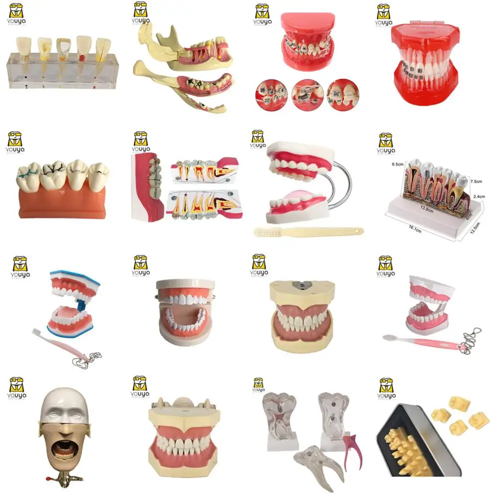 
Diurnal 500 Model Teeth Practice Teeth And Replace Teeth Tooth Model 