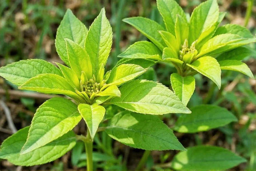 black mustard spread