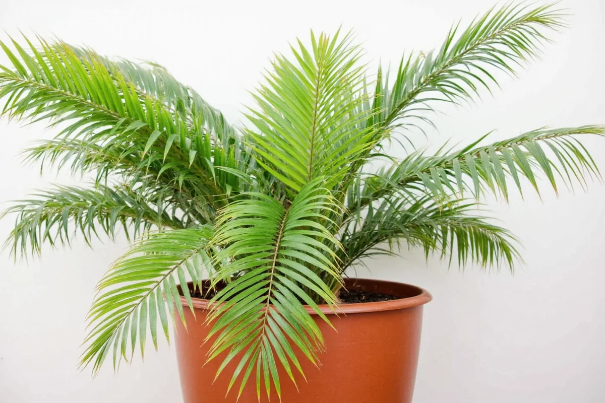 how to care for indoor palm tree plants