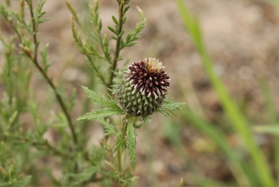 Nigella Seeds: Complete Culinary Guide & Uses