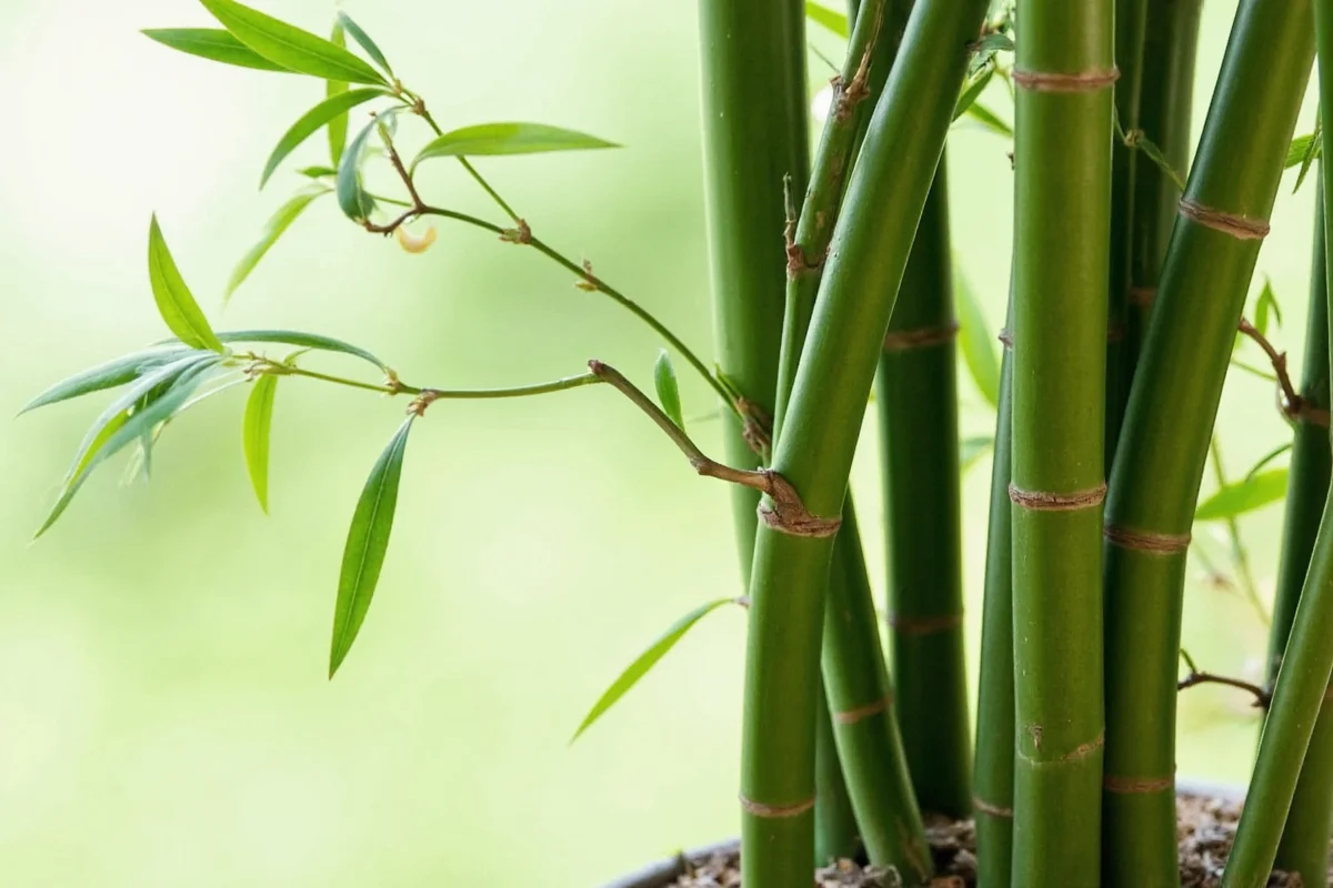 how to take care bamboo plants
