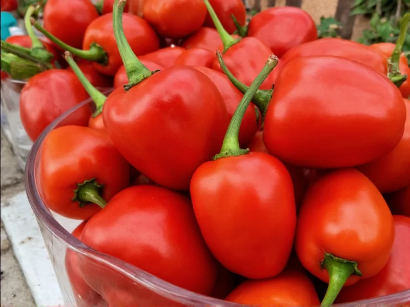 Chili Bonnet: Heat Level, Uses, and Key Characteristics