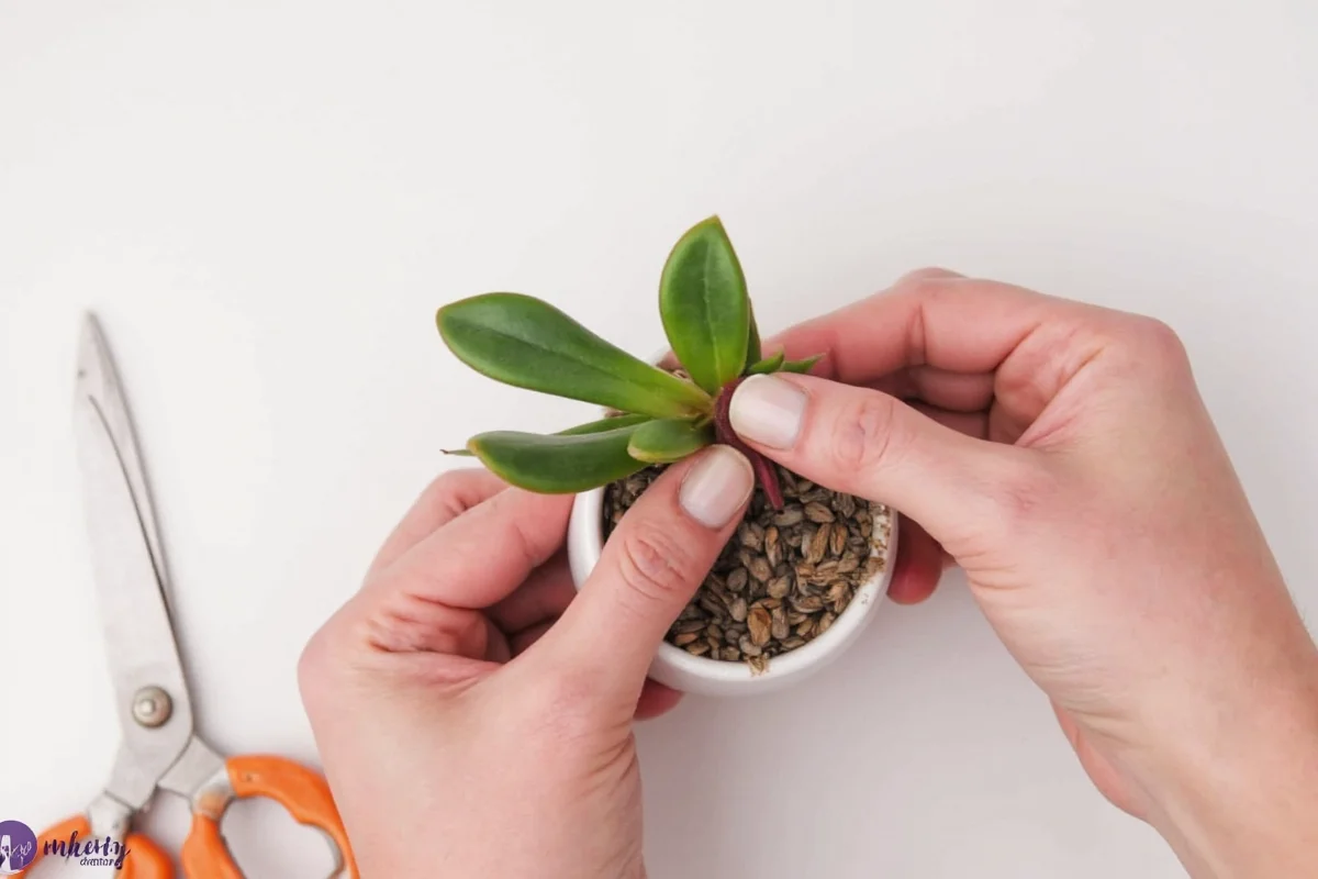 how to plant a succulent leaf