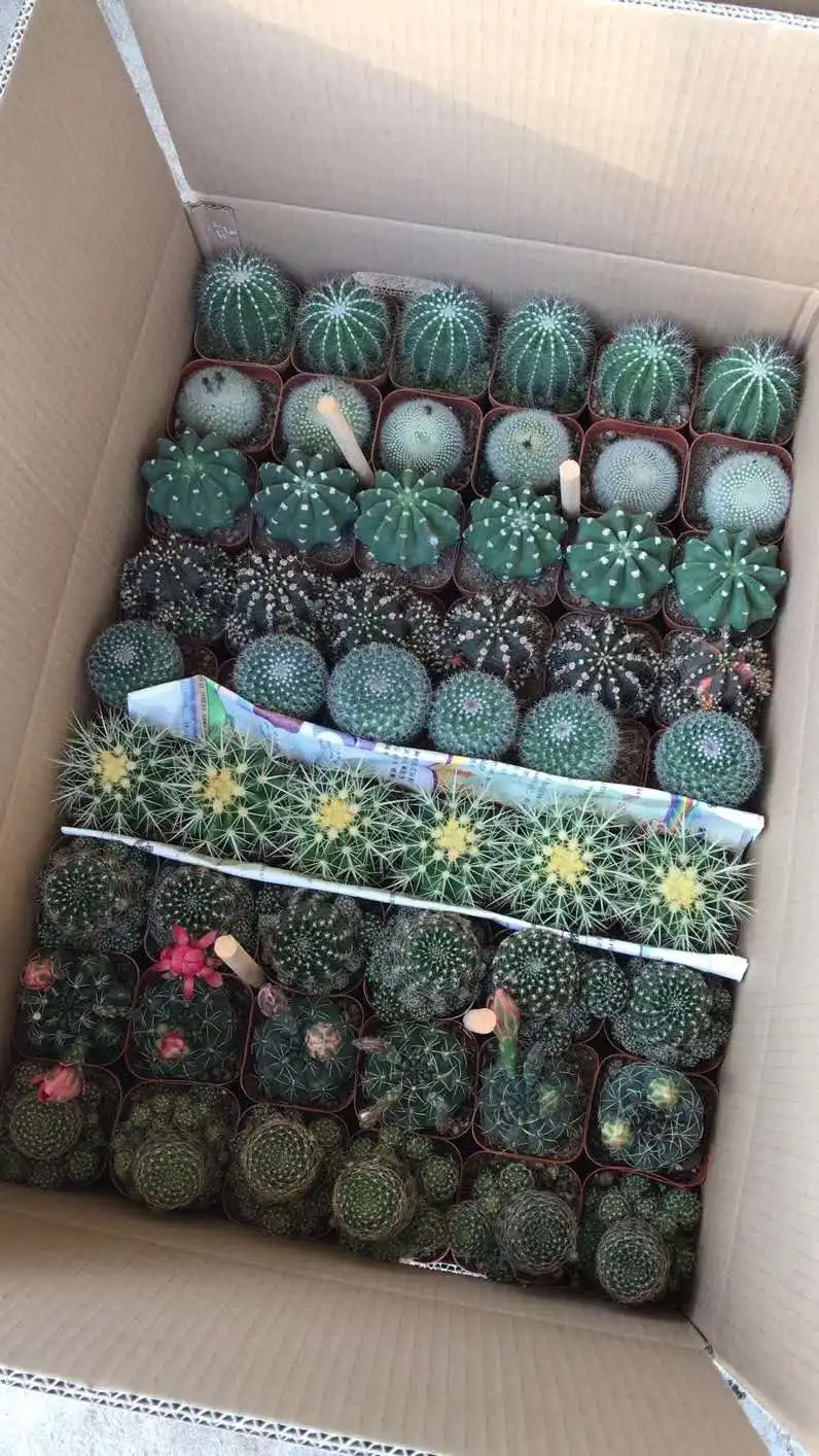 
Cheap price Plants Bonsai decorative Cactus plants mixed mini vareties of cactus plants 