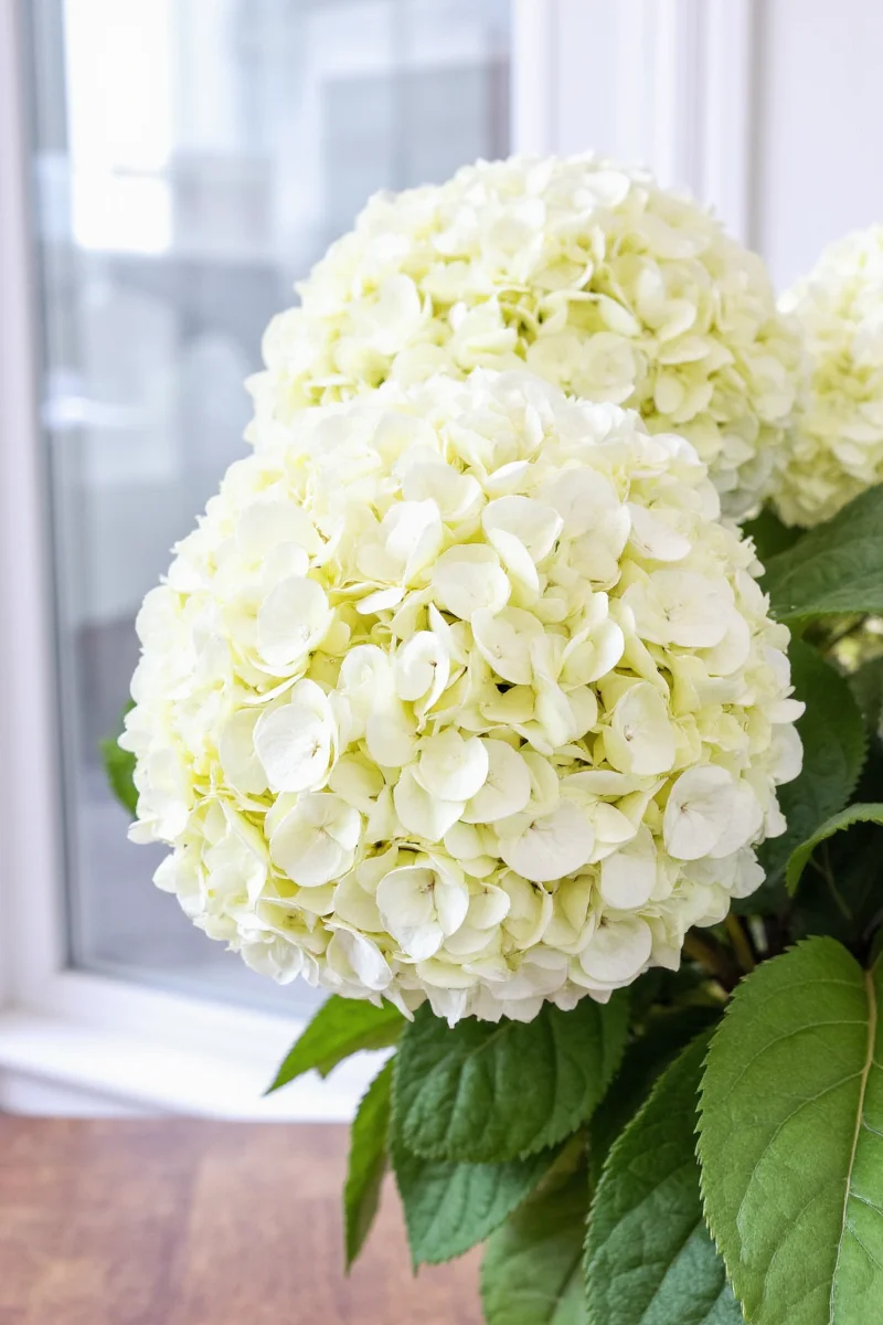 Fake hydrangeas in a living room with kids playing nearby