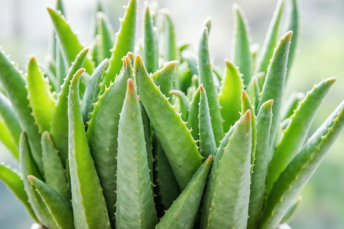 do aloe vera plants need sun