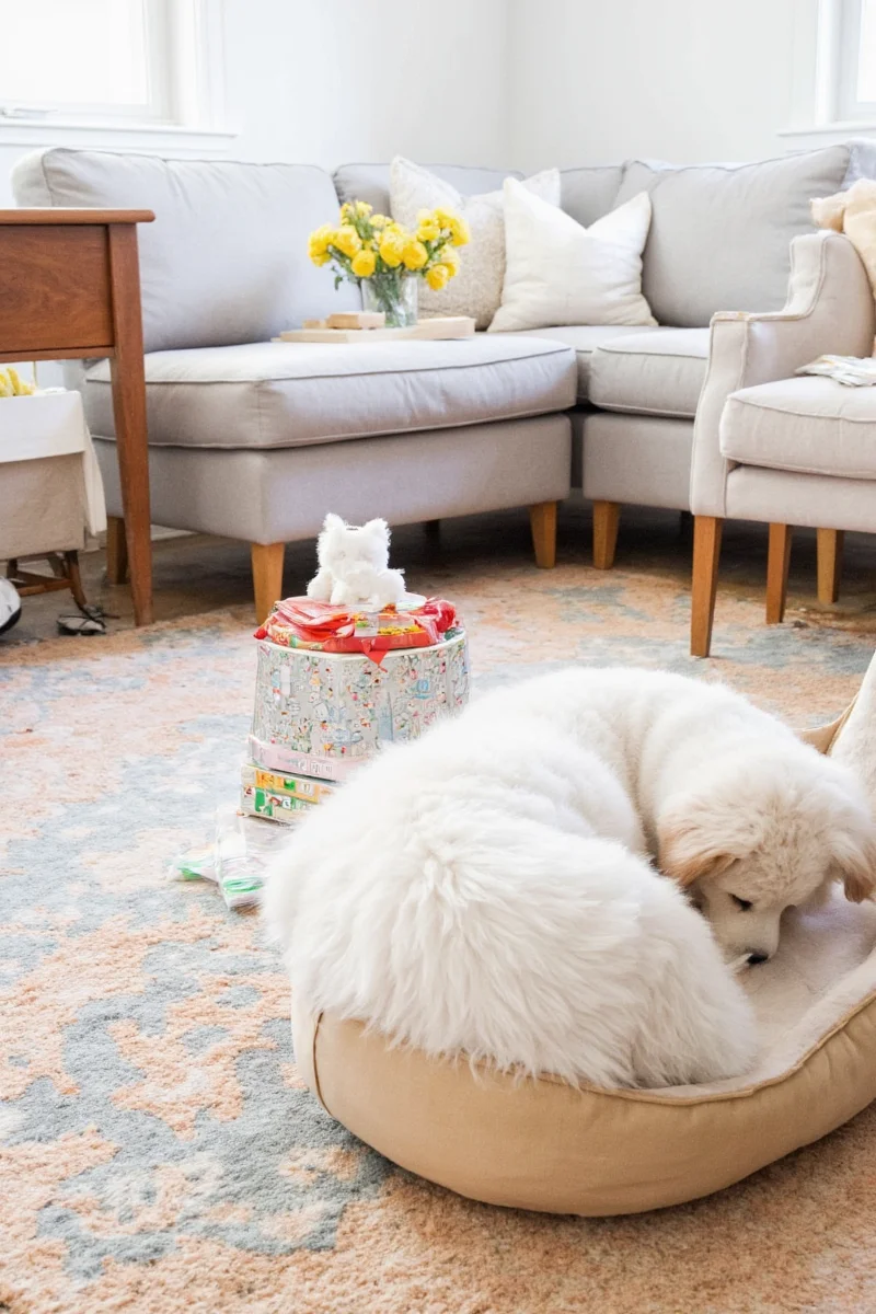 Paws & Relax Smart Treat Dispenser connected via app, showing real-time interaction with a golden retriever watching from a distance.