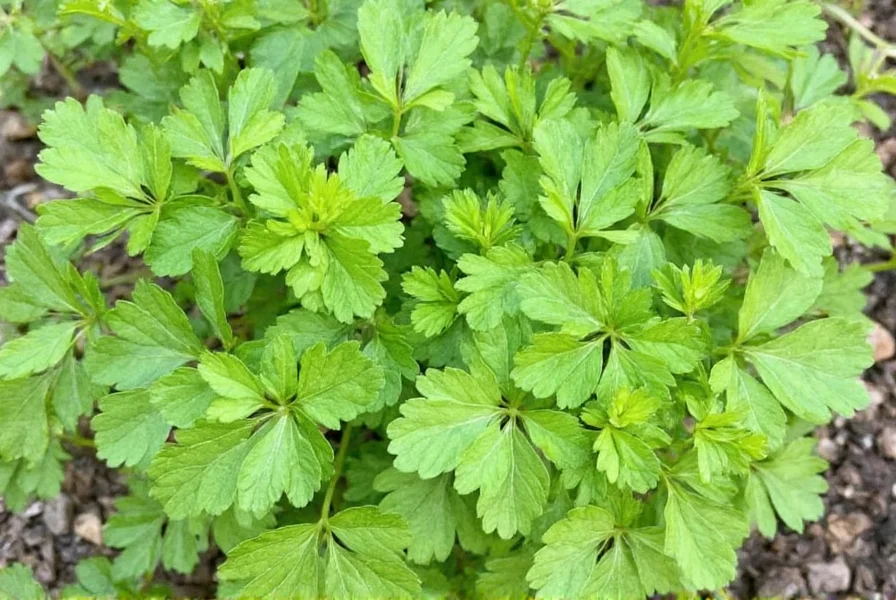 Golden coriander leaves used as garnish in culinary presentation