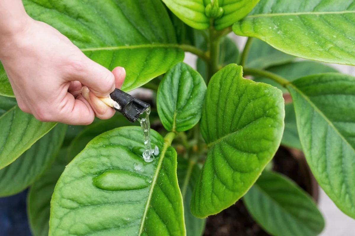 how often to water rubber plant