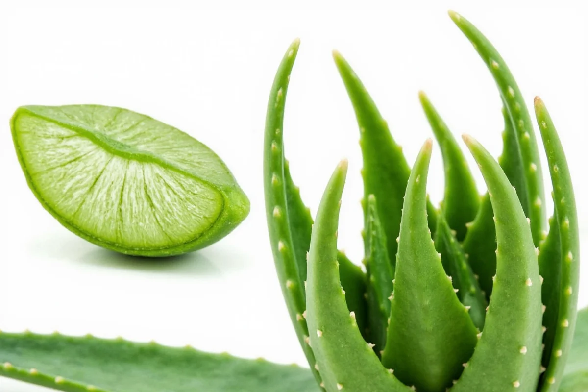 is aloe vera plant poisonous