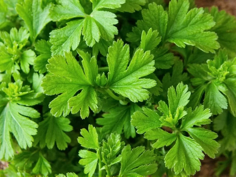Parsley vs Cilantro: Clear Differences Explained