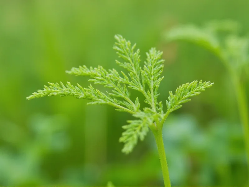 Weed That Looks Like Dill: Safe Identification Guide