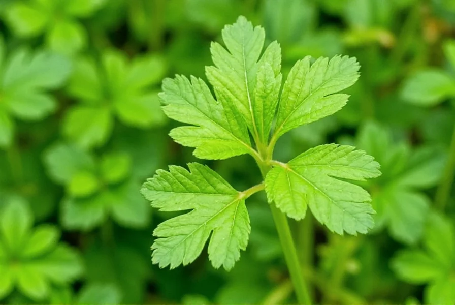 Funny illustration of parsley facts