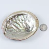 11-12cm natural unprocessed Chinese wholesale beach shells various sizes abalone shell
