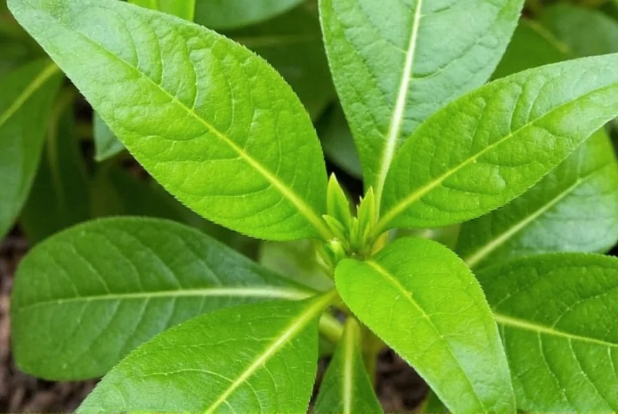 Ginger plant growing in container with healthy green leaves