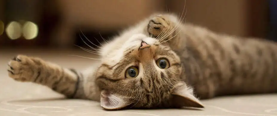 由spinner蝴蝶猫玩具飞行,逼真的飞行运动和逼真的飘动