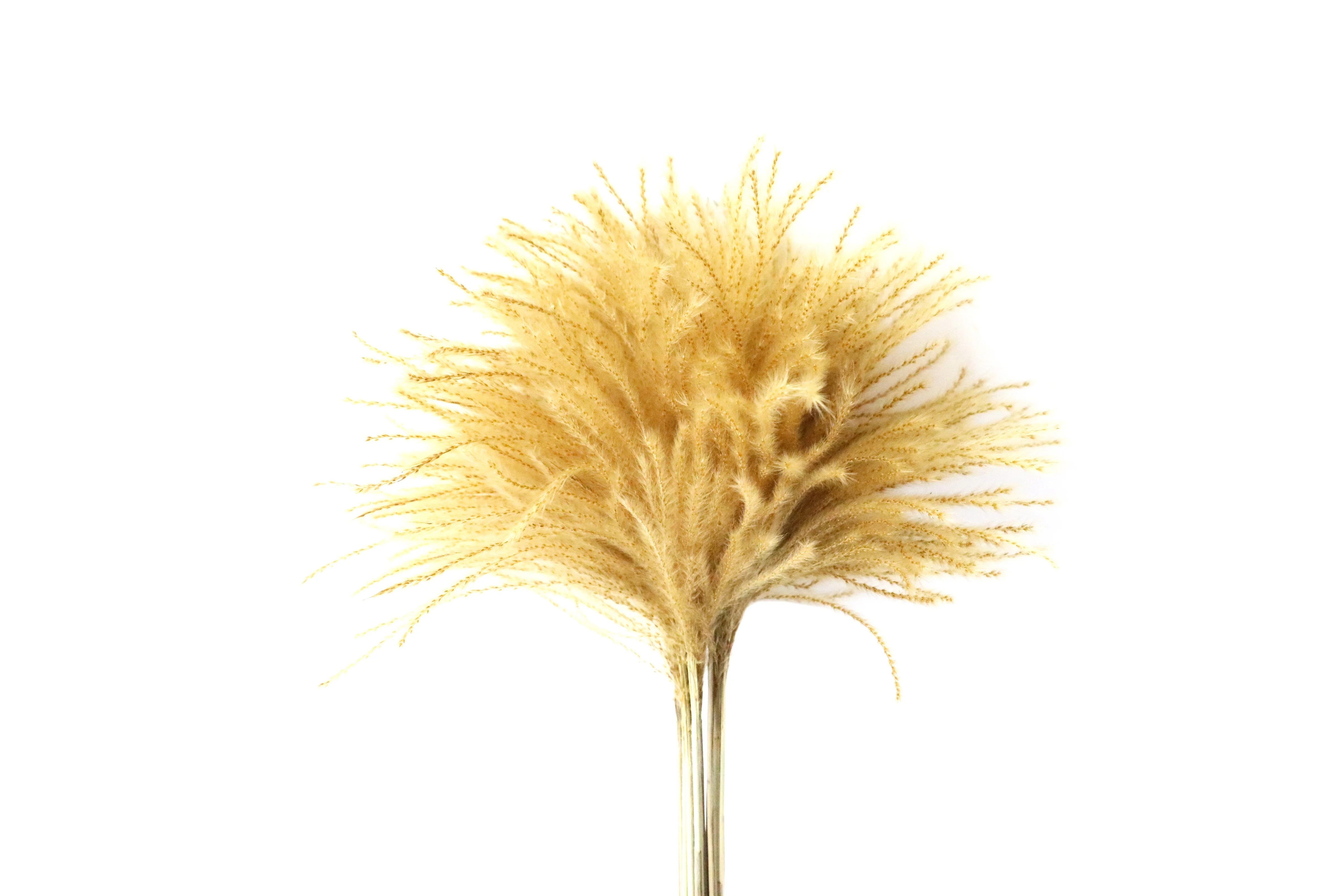 Wholesale Dried Flowers Small Pampas Grass Mini Home Decoration Desk