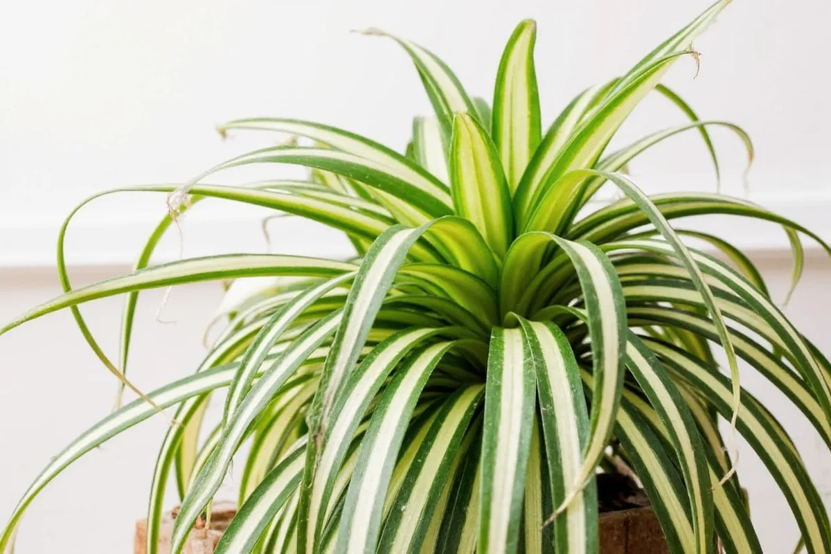 how to care for an indoor plant