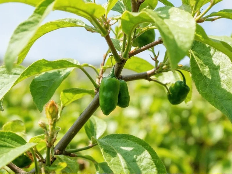What Is Chile Pasilla? Essential Guide to Mexico's Raisin Pepper