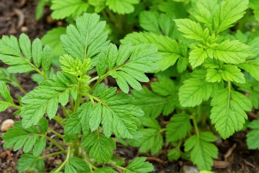 Coriander plant growing in garden next to Italian parsley showing their different growth habits and leaf structures