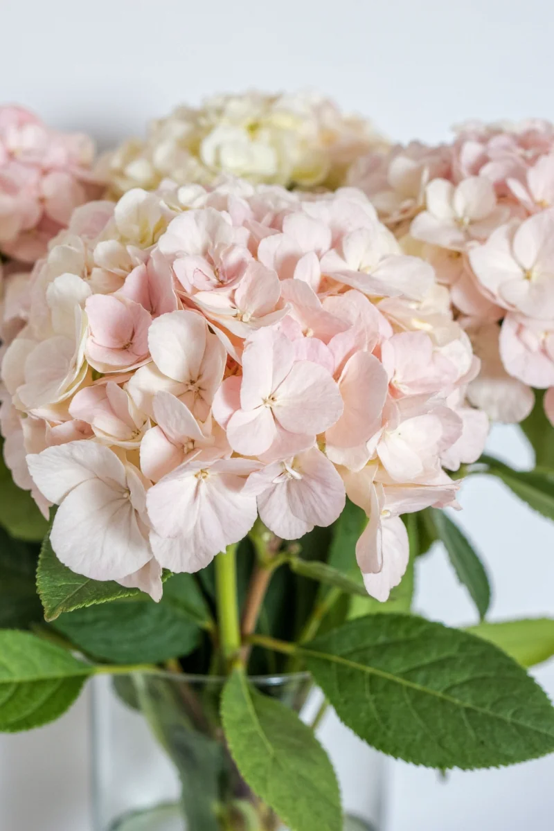 Foam hydrangeas in a child's bedroom