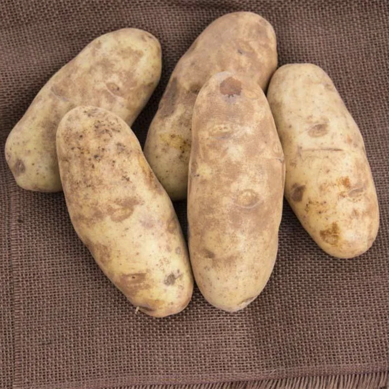 
Mexico Grown Potatoes Fresh BAKERS BULK Robinson Fresh MOQ 50-60 COUNT Quick Delivery in US 
