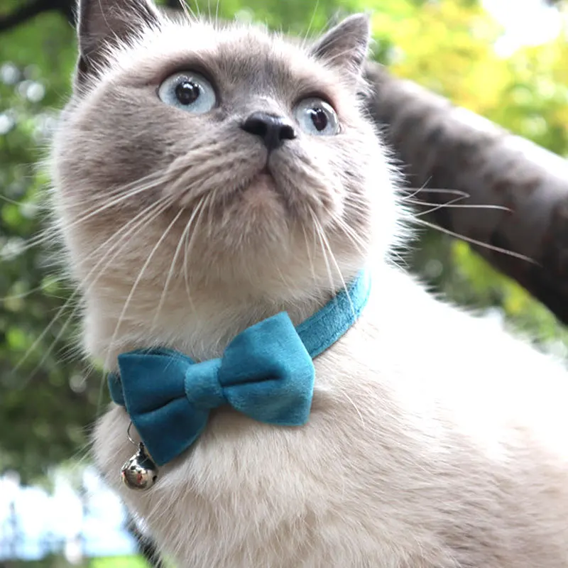 

Amigo new arrival soft comfortable velvet fabric pet_collar luxury pure color bowtie necktie kitten cat pet collar manufacturer