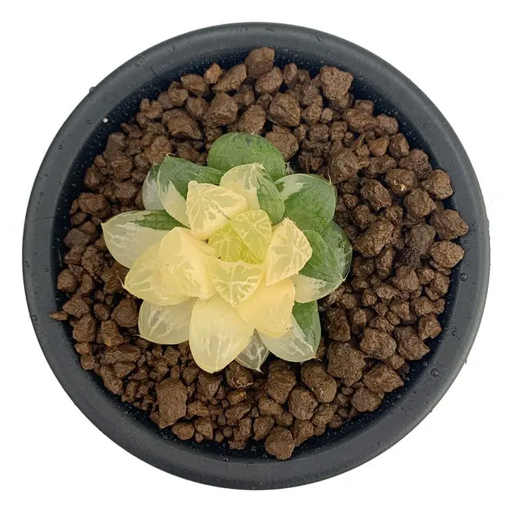 
The Hotel 2020 High Quality Succulent Bonsai 