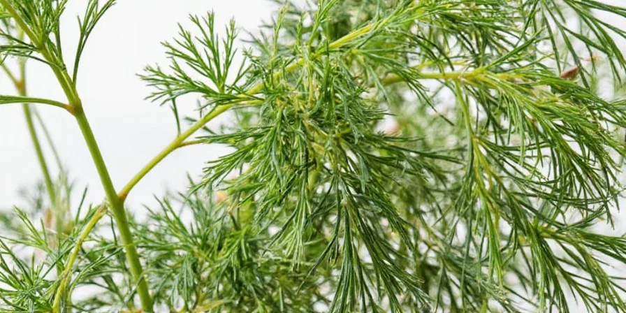 Dry Dill Demystified: 7 Unexpected Ways to Spice Up Your Kitchen (Spoiler: It's Not Just for Pickles)