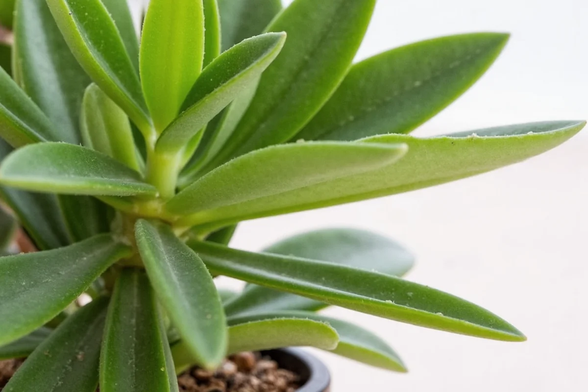 are jade plants poisonous to cats