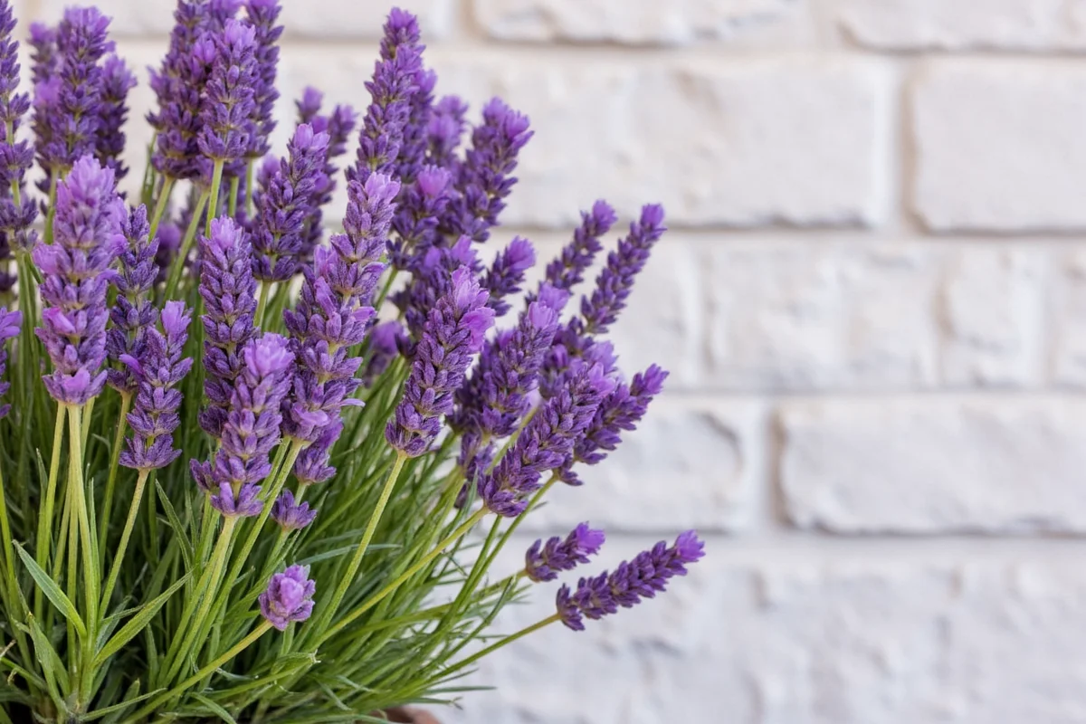 how do i take care of a lavender plant