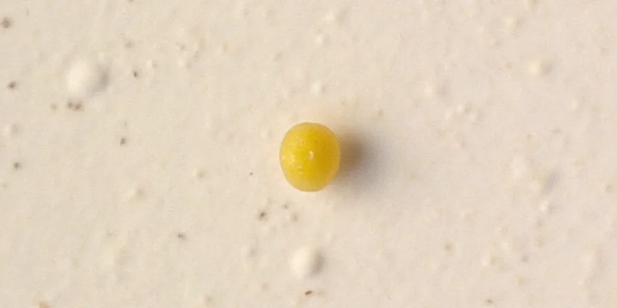 Mustard Seeds Closeup