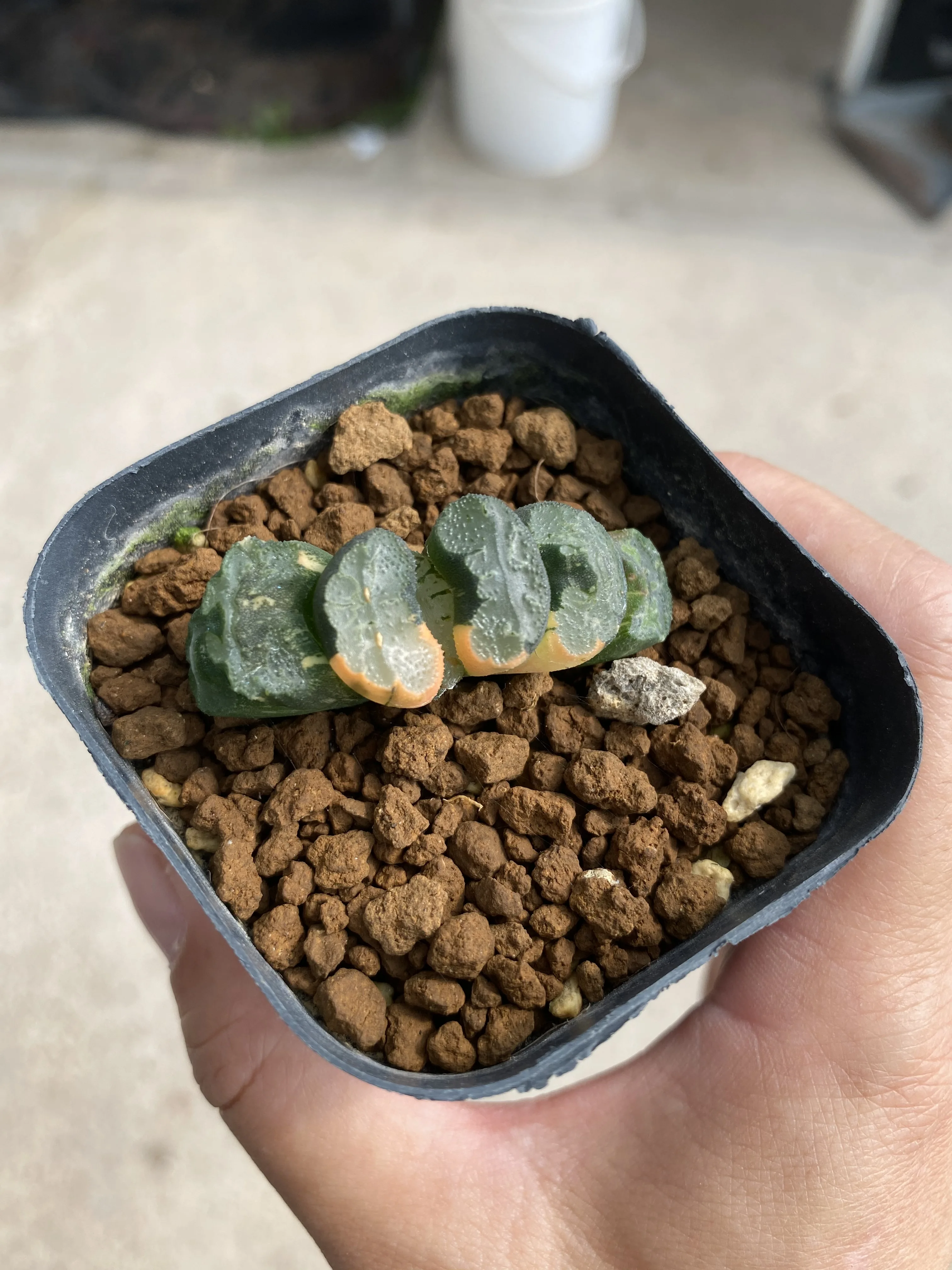 
Wholesale Succulent The Hotel Haworthia Truncata Variegata Beizai 