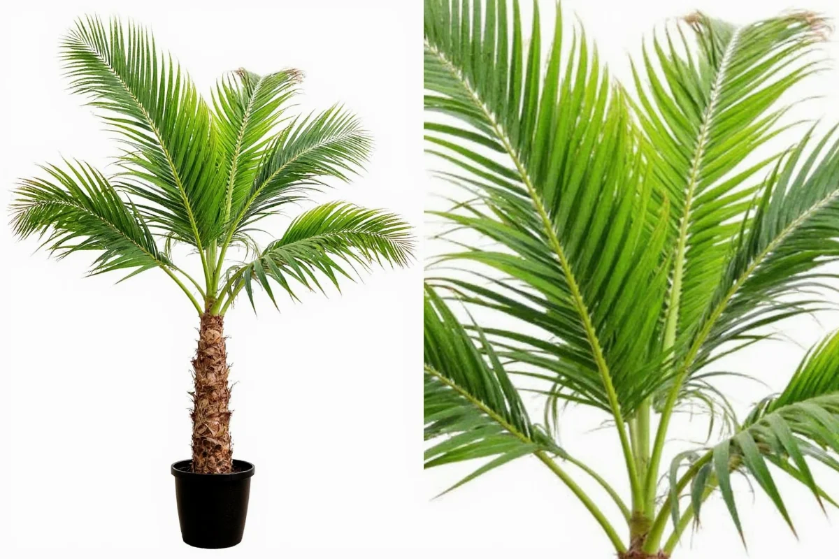 how to take care of palm plant