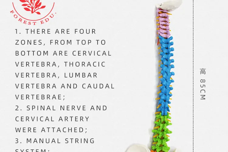 3 spine model