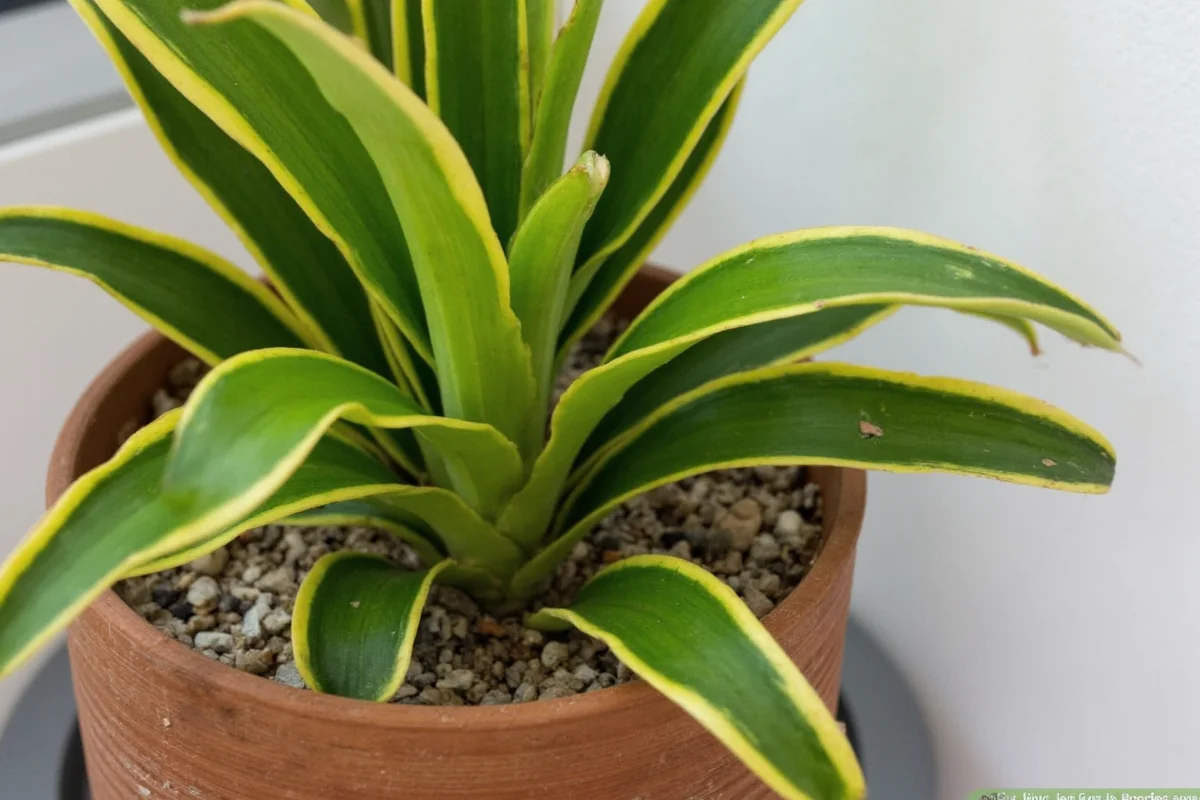 how to prune snake plant