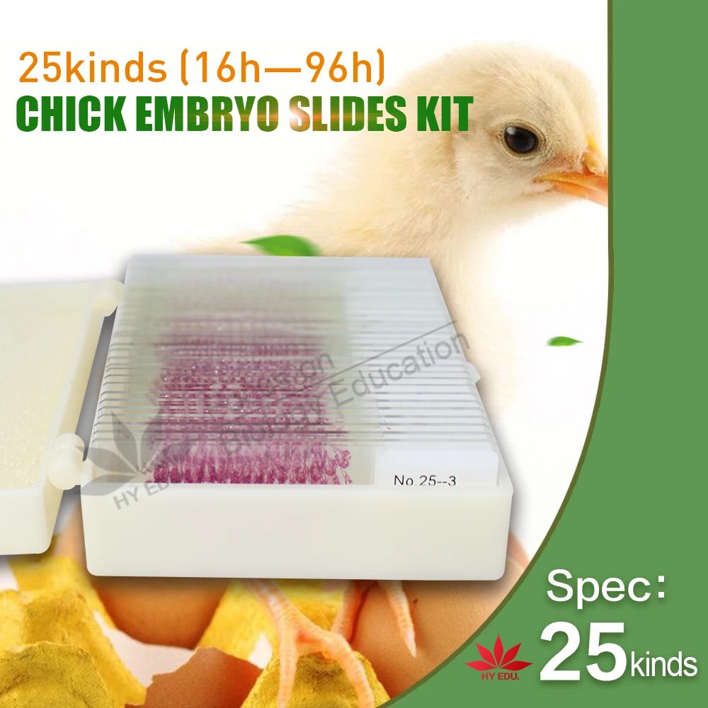 

25kinds chick embryo microscope slides for biology embryology