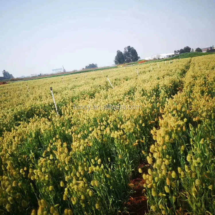 Factory Supply 2021 Trendiest Natrual Plant Dried Uraria Picta Lagurus