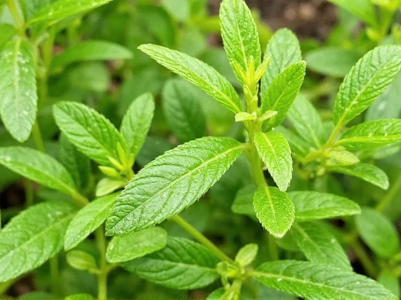 Best Marjoram Recipes: 3 Flavorful Dishes You'll Love