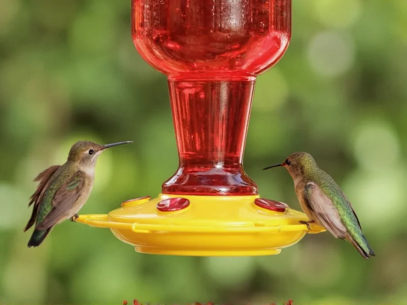 Perfect Homemade Hummingbird Food Recipe: Safe & Simple