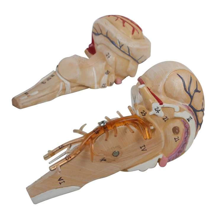 Teaching Large Slicing Educational Human Anatomy Medical Brain Model supplier